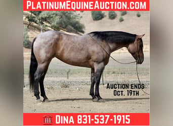 American Quarter Horse, Wałach, 5 lat, 155 cm, Karodereszowata