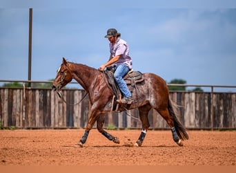 American Quarter Horse, Wałach, 5 lat, 155 cm, Kasztanowatodereszowata