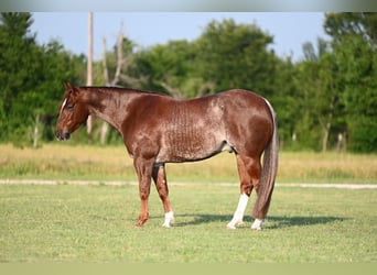 American Quarter Horse, Wałach, 5 lat, 155 cm, Kasztanowatodereszowata