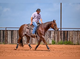 American Quarter Horse, Wałach, 5 lat, 155 cm, Kasztanowatodereszowata
