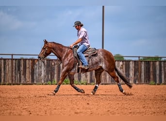 American Quarter Horse, Wałach, 5 lat, 155 cm, Kasztanowatodereszowata