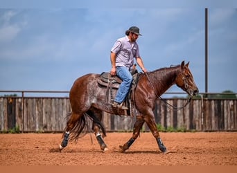 American Quarter Horse, Wałach, 5 lat, 155 cm, Kasztanowatodereszowata