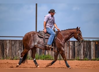 American Quarter Horse, Wałach, 5 lat, 155 cm, Kasztanowatodereszowata
