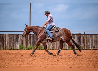 American Quarter Horse, Wałach, 5 lat, 155 cm, Kasztanowatodereszowata