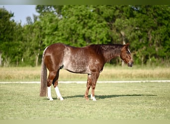 American Quarter Horse, Wałach, 5 lat, 155 cm, Kasztanowatodereszowata