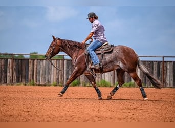 American Quarter Horse, Wałach, 5 lat, 155 cm, Kasztanowatodereszowata