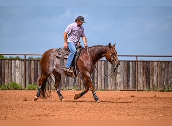 American Quarter Horse, Wałach, 5 lat, 155 cm, Kasztanowatodereszowata