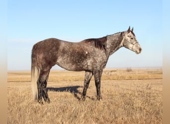 American Quarter Horse, Wałach, 5 lat, 155 cm, Siwa