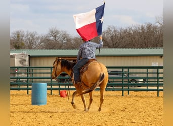 American Quarter Horse, Wałach, 5 lat, 157 cm, Bułana