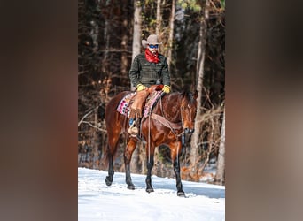American Quarter Horse, Wałach, 5 lat, 157 cm, Gniada