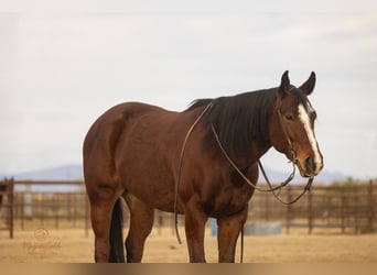 American Quarter Horse, Wałach, 5 lat, 157 cm, Gniada