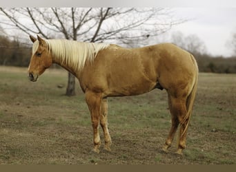 American Quarter Horse, Wałach, 5 lat, 157 cm, Izabelowata