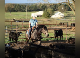 American Quarter Horse, Wałach, 5 lat, 157 cm, Jelenia