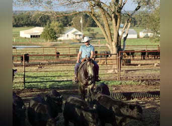 American Quarter Horse, Wałach, 5 lat, 157 cm, Jelenia