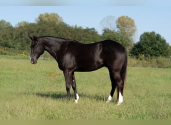 American Quarter Horse, Wałach, 5 lat, 157 cm, Kara