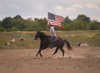 American Quarter Horse, Wałach, 5 lat, 157 cm, Kara