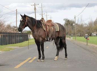 American Quarter Horse, Wałach, 5 lat, 157 cm, Karodereszowata