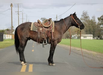 American Quarter Horse, Wałach, 5 lat, 157 cm, Karodereszowata