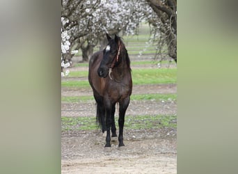 American Quarter Horse, Wałach, 5 lat, 157 cm, Karodereszowata