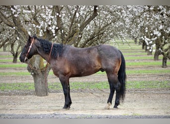 American Quarter Horse, Wałach, 5 lat, 157 cm, Karodereszowata