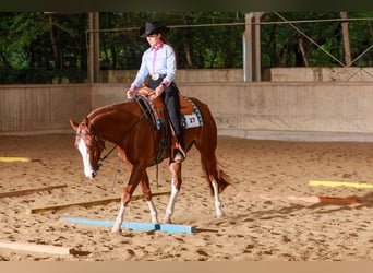 American Quarter Horse, Wałach, 5 lat, 157 cm, Kasztanowata