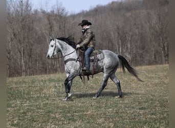 American Quarter Horse, Wałach, 5 lat, 157 cm, Siwa jabłkowita