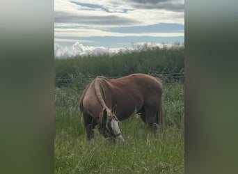 American Quarter Horse Mix, Wałach, 5 lat, 158 cm, Srokata