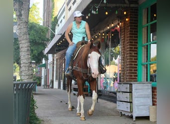 American Quarter Horse, Wałach, 5 lat, 160 cm, Ciemnokasztanowata