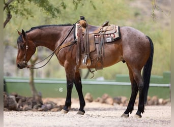 American Quarter Horse, Wałach, 5 lat, 160 cm, Gniadodereszowata