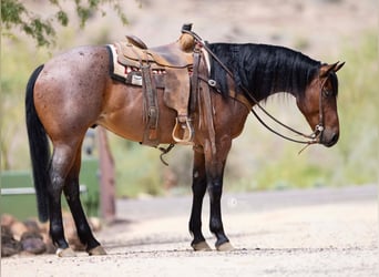 American Quarter Horse, Wałach, 5 lat, 160 cm, Gniadodereszowata