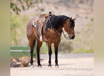 American Quarter Horse, Wałach, 5 lat, 160 cm, Gniadodereszowata