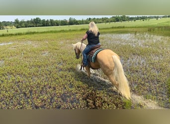 American Quarter Horse, Wałach, 5 lat, 160 cm, Izabelowata