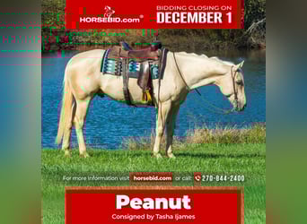 American Quarter Horse, Wałach, 5 lat, 160 cm, Izabelowata