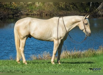 American Quarter Horse, Wałach, 5 lat, 160 cm, Izabelowata