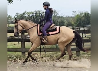 American Quarter Horse, Wałach, 5 lat, 160 cm, Jelenia