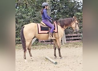 American Quarter Horse, Wałach, 5 lat, 160 cm, Jelenia