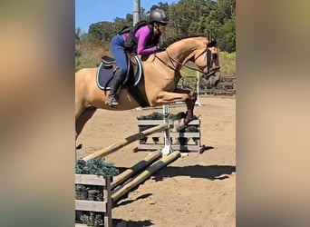 American Quarter Horse, Wałach, 5 lat, 160 cm, Jelenia