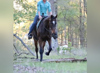 American Quarter Horse, Wałach, 5 lat, 162 cm