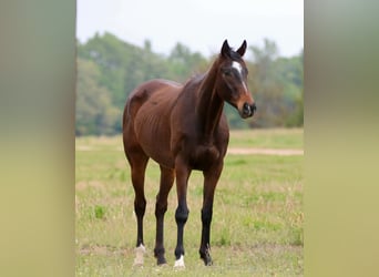 American Quarter Horse, Wałach, 5 lat, 162 cm