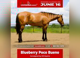 American Quarter Horse, Wałach, 5 lat, 163 cm, Grullo