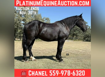 American Quarter Horse, Wałach, 5 lat, 163 cm, Kara
