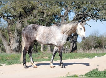 American Quarter Horse, Wałach, 5 lat, 163 cm, Siwa