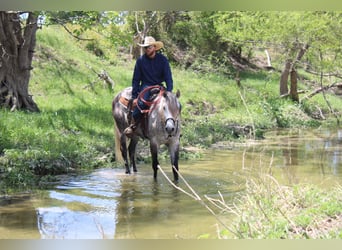 American Quarter Horse, Wałach, 5 lat, 163 cm, Siwa