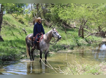 American Quarter Horse, Wałach, 5 lat, 163 cm, Siwa
