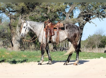 American Quarter Horse, Wałach, 5 lat, 163 cm, Siwa