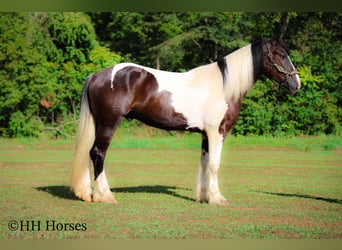 American Quarter Horse, Wałach, 5 lat, 163 cm, Tobiano wszelkich maści