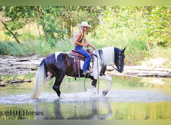 American Quarter Horse, Wałach, 5 lat, 163 cm, Tobiano wszelkich maści