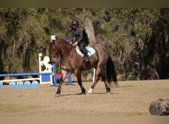 American Quarter Horse Mix, Wałach, 5 lat, 163 cm