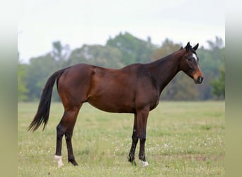 American Quarter Horse, Wałach, 5 lat, 163 cm