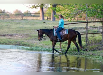 American Quarter Horse, Wałach, 5 lat, 163 cm